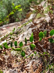 Acacia hispidula