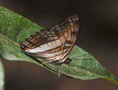 Adelpha plesaure phliassa