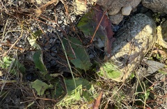 Hypochaeris radicata