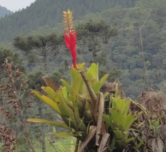 Aechmea nudicaulis
