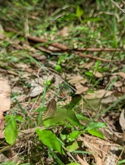 Hypocysta pseudirius