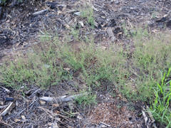 Muhlenbergia fragilis