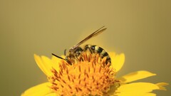 Dielis pilipes