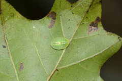 Heterogenea shurtleffi