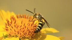 Dielis pilipes