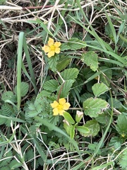 Malvastrum coromandelianum