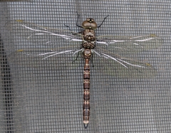 Adversaeschna brevistyla