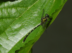 Hemigomphus heteroclytus