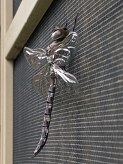 Adversaeschna brevistyla