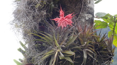 Tillandsia geminiflora