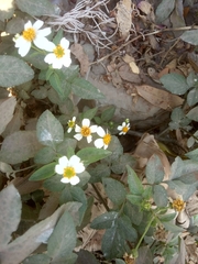 Bidens alba