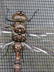 Adversaeschna brevistyla