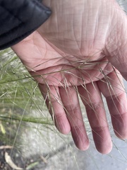 Austrostipa scabra