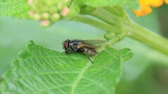 Muscidae