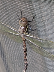 Adversaeschna brevistyla