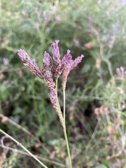 Verbena brasiliensis