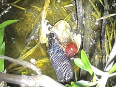 Nerodia fasciata pictiventris