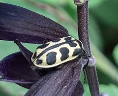 Astylus atromaculatus