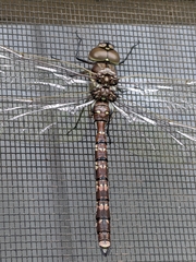 Adversaeschna brevistyla