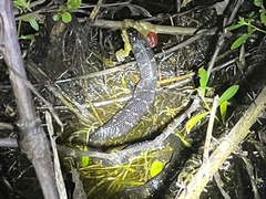 Nerodia fasciata pictiventris