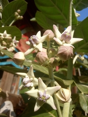 Calotropis gigantea