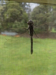 Adversaeschna brevistyla