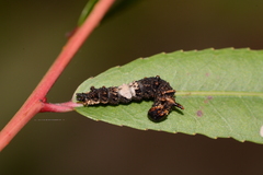Limenitis