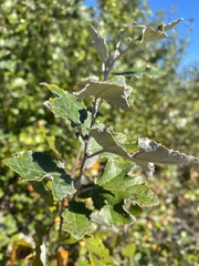 Populus alba