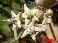 Calotropis gigantea