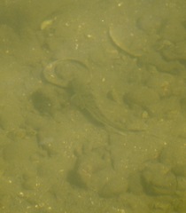 Menticirrhus saxatilis