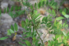 Indigofera suffruticosa