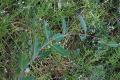 Rhabdadenia biflora