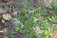 Indigofera suffruticosa