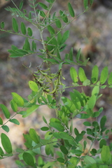 Indigofera suffruticosa