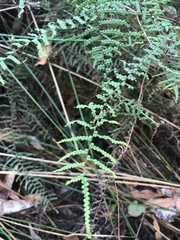 Gleichenia