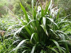 Phormium cookianum