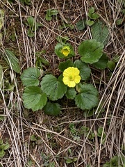 Ranunculus insignis