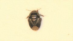 Pangaeus