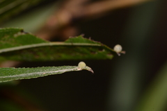 Limenitis