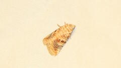 Diastema tigris
