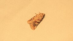Diastema tigris