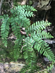 Adiantum formosum
