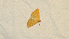 Helvibotys helvialis