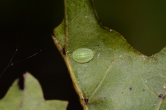 Heterogenea shurtleffi