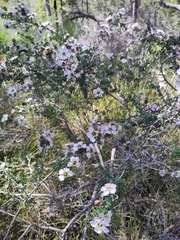Leptospermum squarrosum