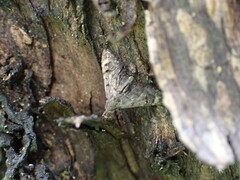 Isonomeutis amauropa