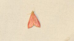 Pyrausta inornatalis