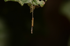 Limenitis