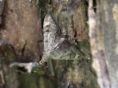 Isonomeutis amauropa