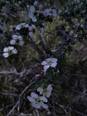 Leptospermum squarrosum